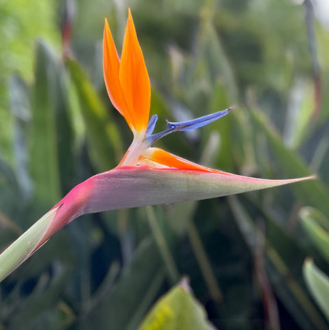 philodendron bird of paradise Philodendron Giganteumfor Sale