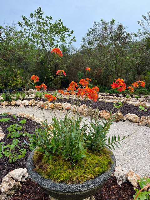 Orange Epidendrum Ground Orchid (Epidendrum spp.) - Bird of ParadiseUSA - 3 Gallon