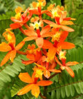 Orange Epidendrum Ground Orchid (Epidendrum spp.) - Bird of ParadiseUSA - 3 Gallon
