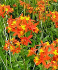 Orange Epidendrum Ground Orchid (Epidendrum spp.) - Bird of ParadiseUSA - 3 Gallon