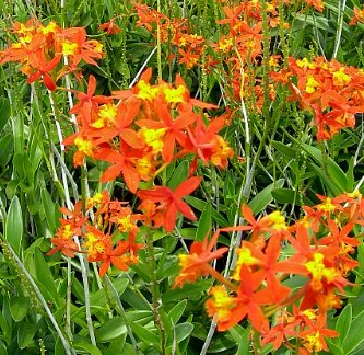 Orange Epidendrum Ground Orchid (Epidendrum spp.) - Bird of ParadiseUSA - 3 Gallon