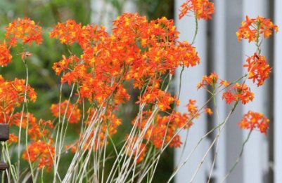 Orange Epidendrum Ground Orchid (Epidendrum spp.) - Bird of ParadiseUSA - 3 Gallon