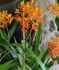 Orange Epidendrum Ground Orchid (Epidendrum spp.) - Bird of ParadiseUSA - 3 Gallon