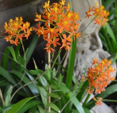 Orange Epidendrum Ground Orchid (Epidendrum spp.) - Bird of ParadiseUSA - 3 Gallon