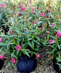 Panama Rose (Rondeletia Leucophylia) - Bird of ParadiseUSA - 3 Gallon