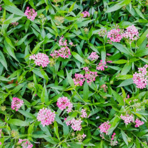 Panama Rose (Rondeletia Leucophylia) - Bird of ParadiseUSA - 7 Gallon