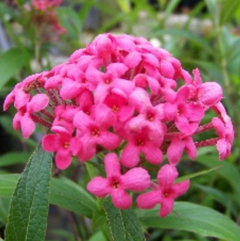 Panama Rose (Rondeletia Leucophylia) - Bird of ParadiseUSA - 7 Gallon