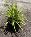 Pandanus Baptistii 'Aureus', Variegated Dwarf Pandanus - Bird of Paradise USA - 3 Gallon