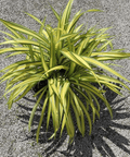 Pandanus Baptistii 'Aureus', Variegated Dwarf Pandanus - Bird of Paradise USA - 3 Gallon