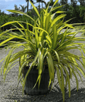 Pandanus Baptistii 'Aureus', Variegated Dwarf Pandanus - Bird of Paradise USA - 7 Gallon
