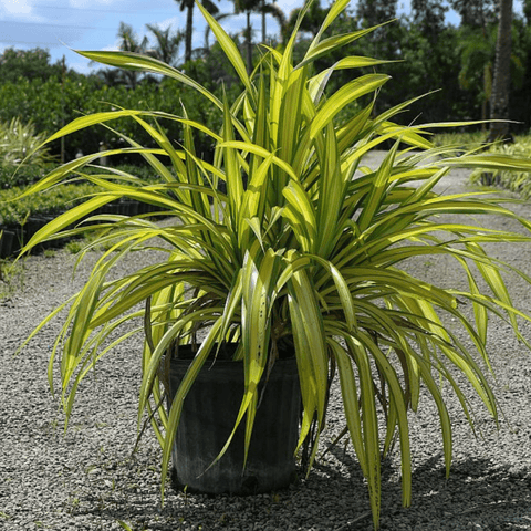 Pandanus Baptistii 'Aureus', Variegated Dwarf Pandanus - Bird of Paradise USA - 7 Gallon