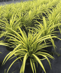 Pandanus Baptistii 'Aureus', Variegated Dwarf Pandanus - Bird of Paradise USA - 7 Gallon
