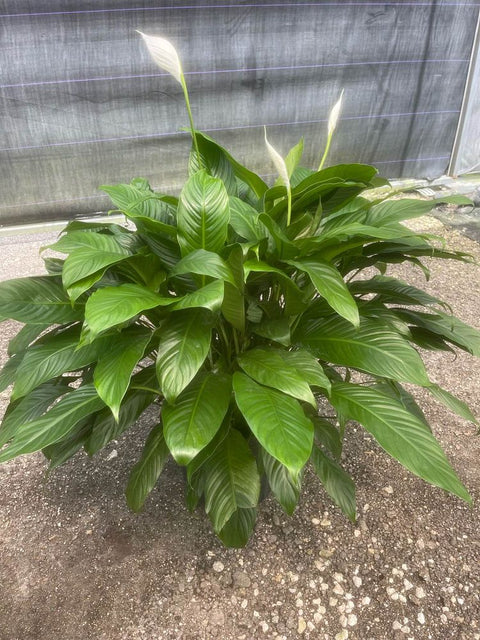 bird of paradise plant vs peace lily Peace Lily (Spathiphyllum) – Bird of Paradise