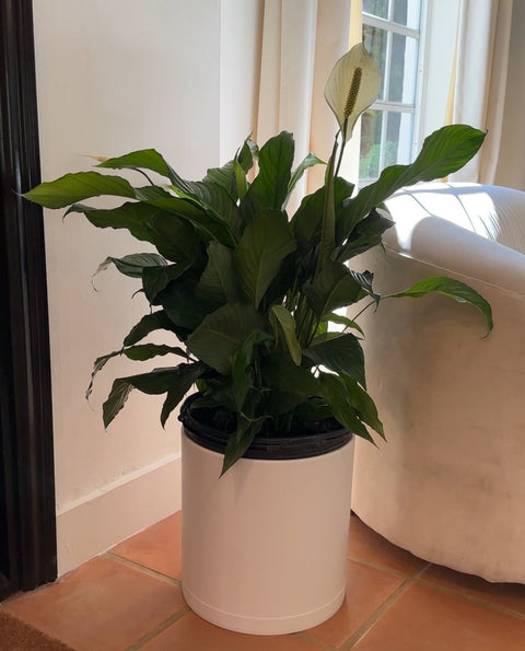 bird of paradise plant vs peace lily Peace Lily (Spathiphyllum) – Bird of Paradise