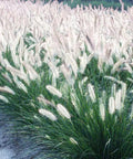 Pennisetum Setaceum (Fountain Grass White) - Bird of ParadiseUSA - 3 Gallon