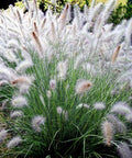 Pennisetum Setaceum (Fountain Grass White) - Bird of ParadiseUSA - 3 Gallon