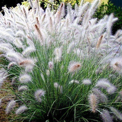 Pennisetum Setaceum (Fountain Grass White) - Bird of ParadiseUSA - 3 Gallon