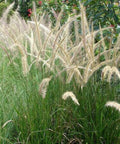 Pennisetum Setaceum (Fountain Grass White) - Bird of ParadiseUSA - 7 Gallon