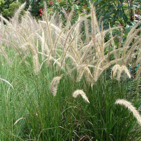Pennisetum Setaceum (Fountain Grass White) - Bird of ParadiseUSA - 7 Gallon