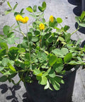 Perennial Peanut (Arachis Glabrata) - Bird of ParadiseUSA - 3 Gallon