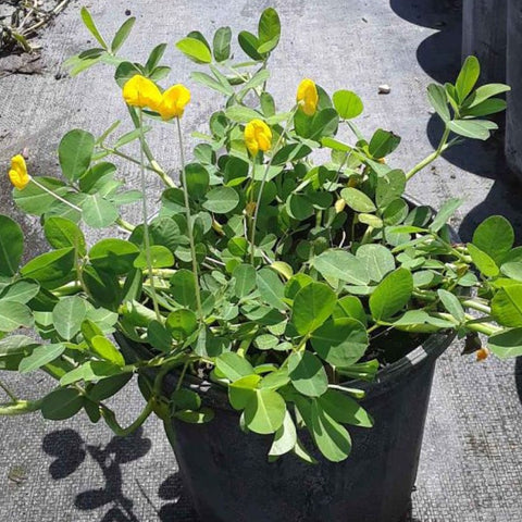 Perennial Peanut (Arachis Glabrata) - Bird of ParadiseUSA - 3 Gallon