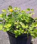 Perennial Peanut (Arachis Glabrata) - Bird of ParadiseUSA - 3 Gallon