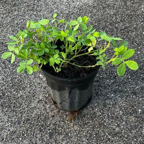 Perennial Peanut (Arachis Glabrata) - Bird of ParadiseUSA - 3 Gallon