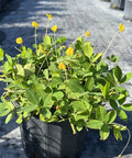 Perennial Peanut (Arachis Glabrata) - Bird of ParadiseUSA - 3 Gallon