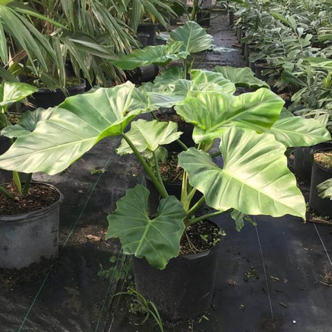 jumbo premium philodendron Philodendron Giganteumfor Sale