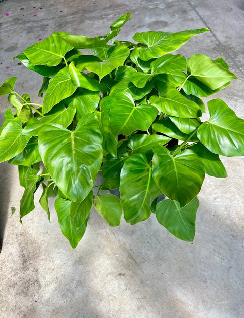 philodendron giganteum plant Philodendron Giganteum