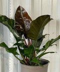 Philodendron Imperial Red (Philodendron Erubescens) - Bird of ParadiseUSA - 1 Gallon