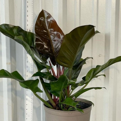 Philodendron Imperial Red (Philodendron Erubescens) - Bird of ParadiseUSA - 1 Gallon