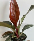 Philodendron Imperial Red (Philodendron Erubescens) - Bird of ParadiseUSA - 1 Gallon