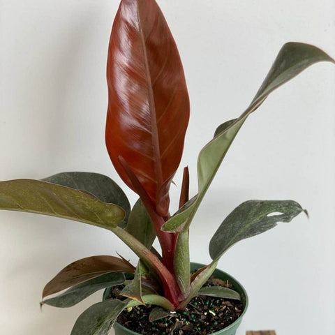 Philodendron Imperial Red (Philodendron Erubescens) - Bird of ParadiseUSA - 1 Gallon