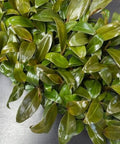Philodendron Imperial Red (Philodendron Erubescens) - Bird of ParadiseUSA - 1 Gallon
