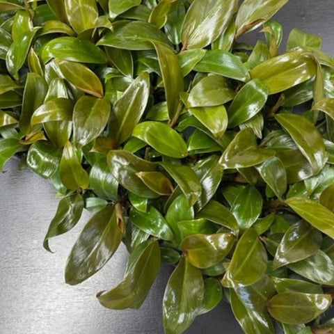 Philodendron Imperial Red (Philodendron Erubescens) - Bird of ParadiseUSA - 1 Gallon