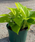 Philodendron Pothos Neon (Epipremnum Aureum 'Neon') - Bird of ParadiseUSA - 1 Gallon