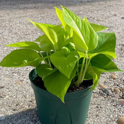 Philodendron Pothos Neon (Epipremnum Aureum 'Neon') - Bird of ParadiseUSA - 1 Gallon