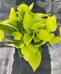Philodendron Pothos Neon (Epipremnum Aureum 'Neon') - Bird of ParadiseUSA - 1 Gallon