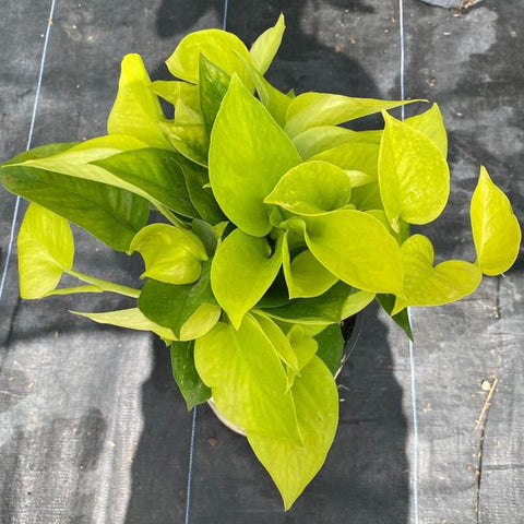 Philodendron Pothos Neon (Epipremnum Aureum 'Neon') - Bird of ParadiseUSA - 1 Gallon