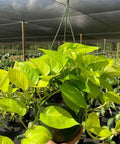 Philodendron Pothos Neon (Epipremnum Aureum 'Neon') - Bird of ParadiseUSA - 1 Gallon