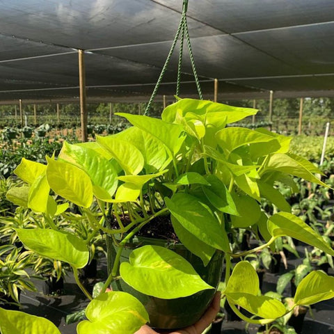 Philodendron Pothos Neon (Epipremnum Aureum 'Neon') - Bird of ParadiseUSA - 1 Gallon