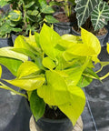 Philodendron Pothos Neon (Epipremnum Aureum 'Neon') - Bird of ParadiseUSA - 1 Gallon