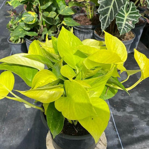 Philodendron Pothos Neon (Epipremnum Aureum 'Neon') - Bird of ParadiseUSA - 1 Gallon