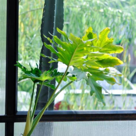 Philodendron Sellorum (Thaumatophyllum bipinnatifidum) - Bird of ParadiseUSA - 2-3.5 feet