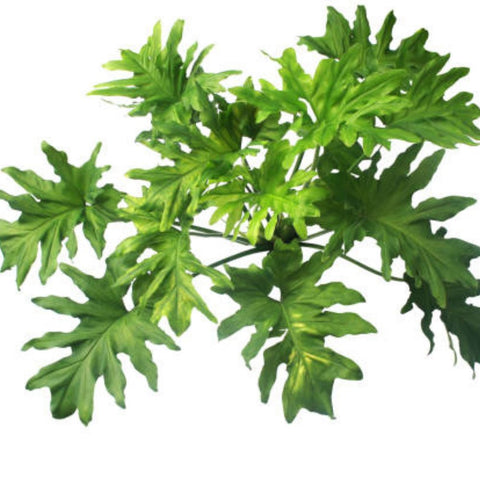 Philodendron Sellorum (Thaumatophyllum bipinnatifidum) - Bird of ParadiseUSA - 2-3.5 feet