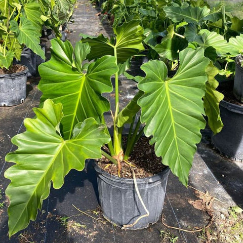 Philodendron Wilsonii (Philodendron bipinnatifidum) - Bird of ParadiseUSA - 7 Gallon