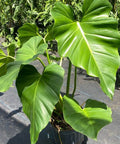 Philodendron Wilsonii (Philodendron bipinnatifidum) - Bird of ParadiseUSA - 7 Gallon