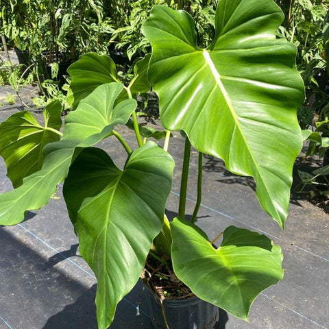 Philodendron Wilsonii (Philodendron bipinnatifidum) - Bird of ParadiseUSA - 7 Gallon