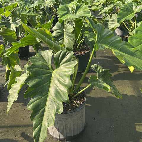 Philodendron Wilsonii (Philodendron bipinnatifidum) - Bird of ParadiseUSA - 7 Gallon